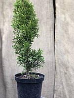 Жизненное дерево Florinda Thuja Smaragd 90-100 см 4 л (RG043-1) TH, код: 7914972