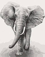 Картина по номерам Art Craft Африканский слон 40х50 см 11629-AC QT, код: 7736080