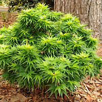 Японський клен Florinda Japanese maple, acer palmatum Mikawa-yatsubusa, 40-60 см, об'єм горщика HH, код: 6531937