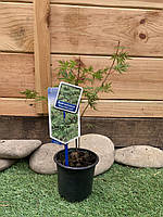 Японський клен Rovinsky Garden Acer Palmatum Emerald Lace, висота 30 см 0,7л HH, код: 6532031