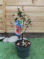 Японський клен Rovinsky Garden (Japanese maple, acer palmatum) Shishigashira, висота 35 - 45 HH, код: 7415667