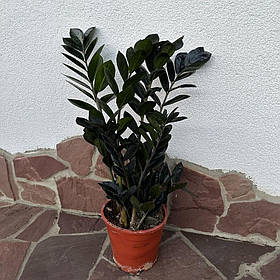 Хатна рослина Заміокулькас Равен чорний