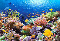 Пазлы Castorland Коралловый риф 1000 элементов 68 х 47 см C-101511 DH, код: 7476431
