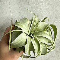 Комнатное растение Тилландсия Ксерографика (Tillandsia xerographica)