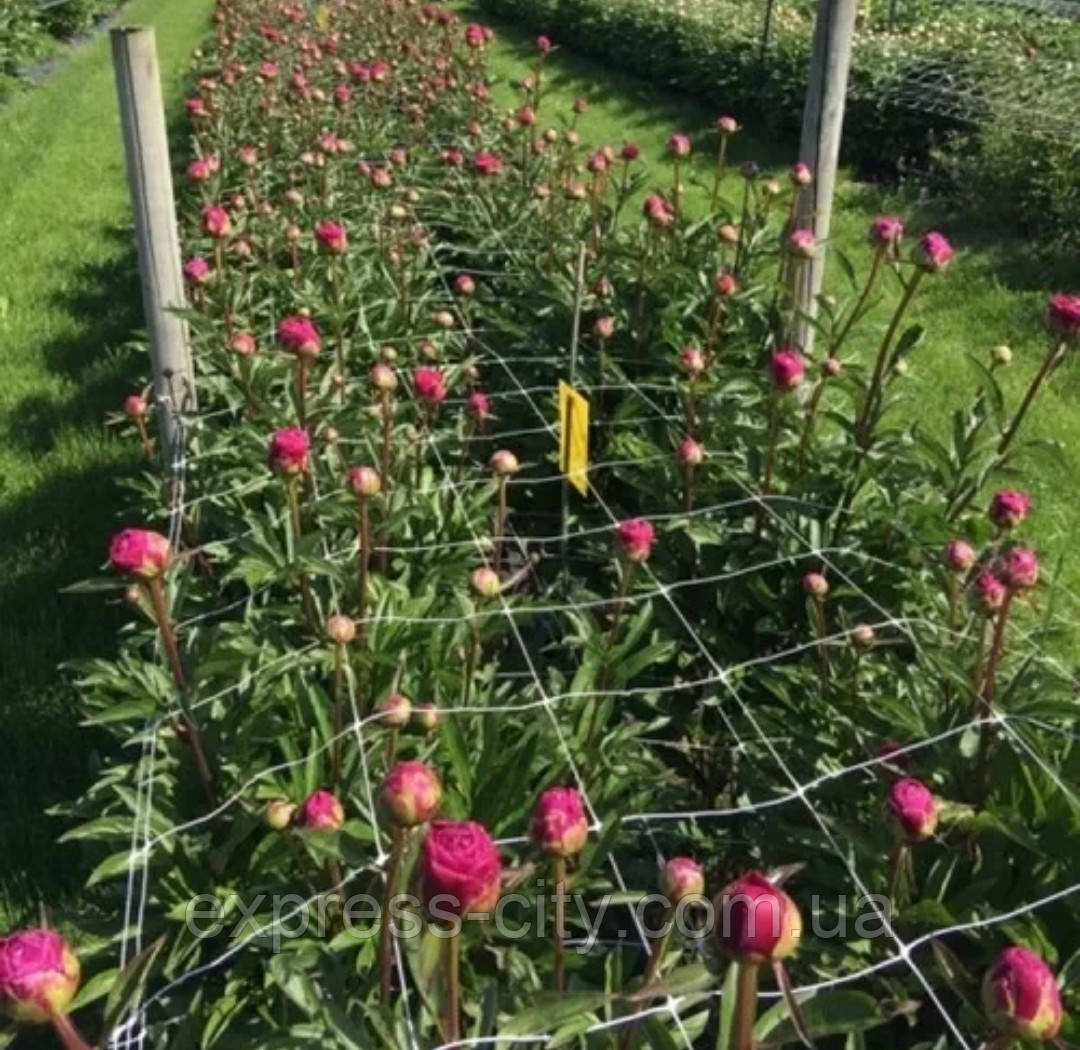 Сітка ОГІРКОВА 1000 м — 1.20 м/1000 м белая Яцейко 10/10, фото 1