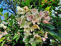 Гортензия метельчатая Вимс Ред / Hydrangea paniculata Wim's Red