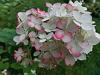 Гортензия метельчатая Даймонд Руж / Hydrangea paniculata Diamant Rouge / Контейнер С3