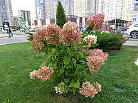 Гортензия метельчатая Фантом / Hydrangea paniculata 'Phantom'