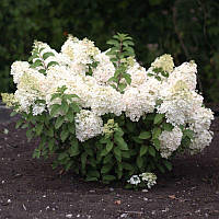 Гортензия метельчатая Бобо / Hydrangea paniculata 'Bobo'