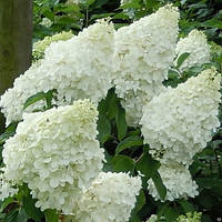 Гортензия метельчатая Полар Бир /Hydrangea paniculata Polar Bear/ Контейнер С2