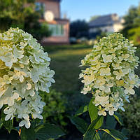 Гортензия мельчатая Лаймлайт / Hydrangea paniculata 'Limelight', С3