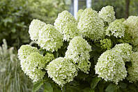 Гортензия метельчатая Скайфол / Hydrangea paniculata `Skyfall` / / Контейнер С5