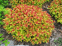 Спірея японська Голдфлейм / Spiraea japonica 'Goldflame'