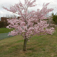 Вишня японская Микинори / Prunus incisa 'Mikinori'