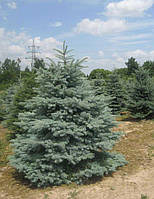 Ель голубая колючая Глаука (Picea pungens Glauca)