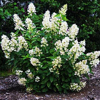 Гортензия метельчатая Юник / Hydrangea paniculata 'Unique' С1,5