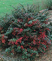 Барбарис средний Ред Джевел / Berberis pfitzeriana Red Jewel