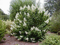 Гортензия метельчатая Левана / Hydrangea paniculata `Levana` С 1,5