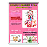 Плакат Vivay Строение лимфатической системы лица, шеи, декольте с планкой А3 (9084) GG, код: 6689036