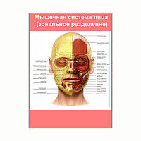 Плакат Vivay Мышечная система лица (зональное разделение) А2 (8215) GG, код: 6863185