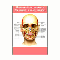 Плакат Vivay Мышечная система лица (проекция на кости черепа) А1 (8198) GG, код: 6863225
