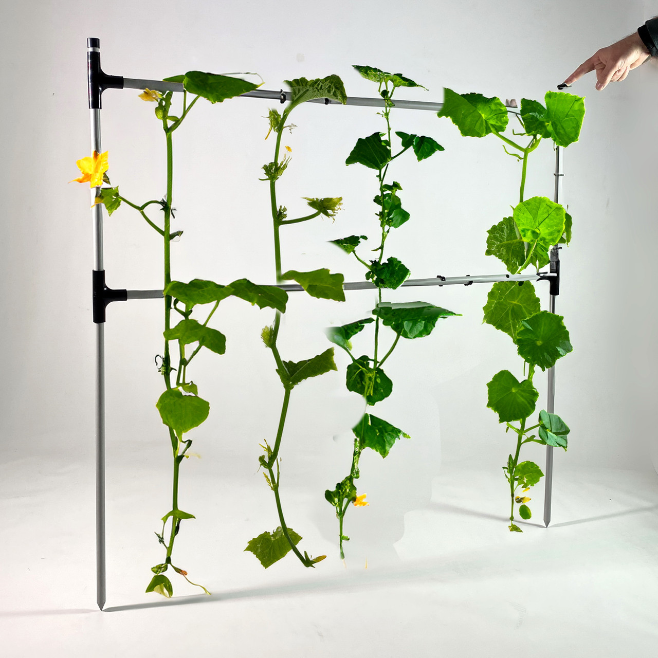 Садовий тримач-шпалера для підв'язування рослин Cucumber - Опора міні-парника для розсади огірків