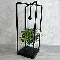 Комнатное растение Тилландсия на металлической прямоугольной подставке 30 см
