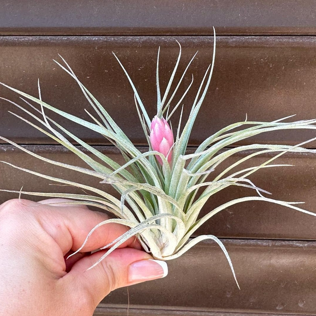 Комнатное растение Тилландсия Ионанта (Tillandsia ionantha) - фото 3 - id-p1943966999