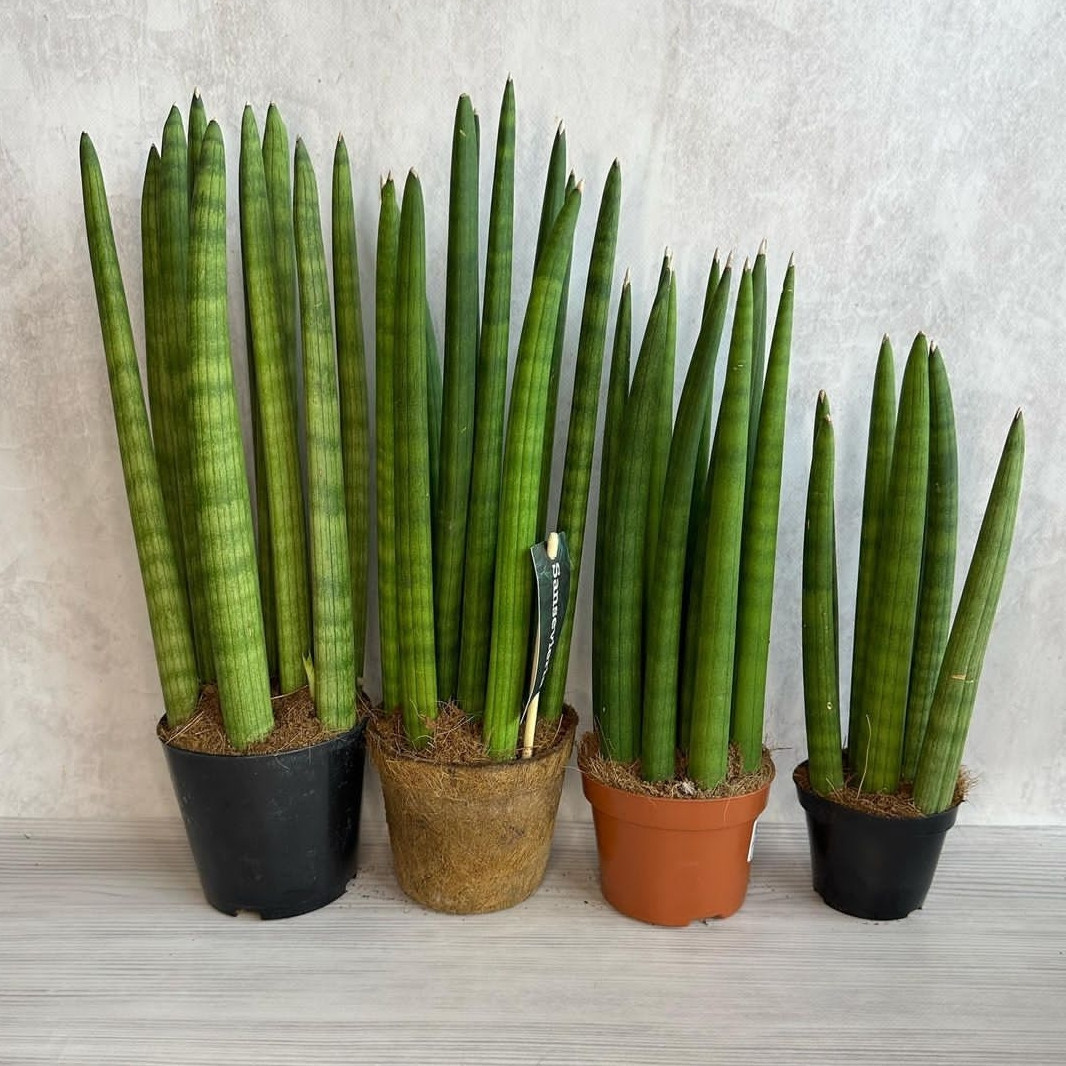 Домашнее растение Сансевиерия цилиндрическая (Sansevieria cylindrica) 37 см в горшке - фото 3 - id-p1944075872