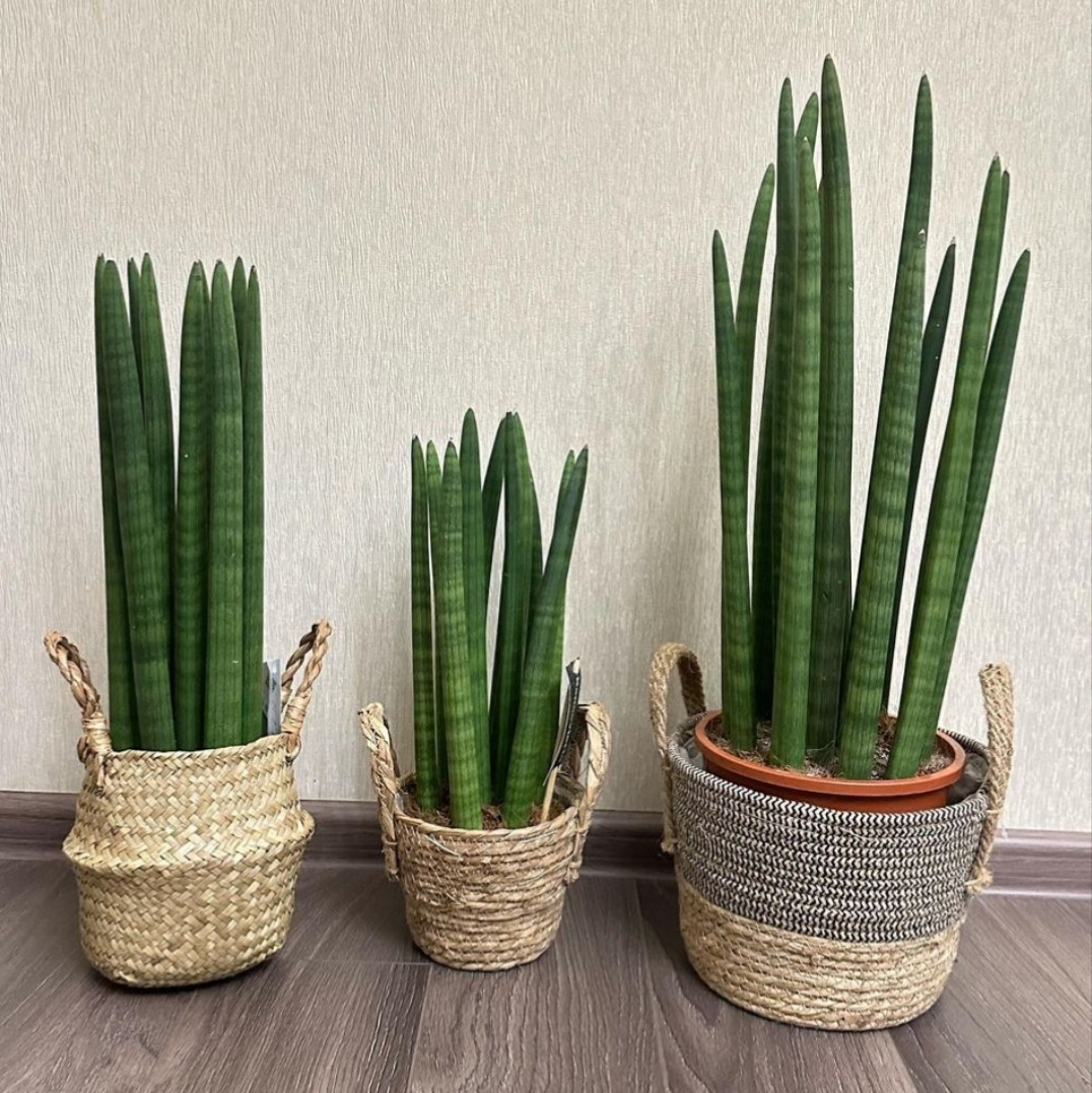 Домашнее растение Сансевиерия цилиндрическая (Sansevieria cylindrica) 37 см в горшке - фото 4 - id-p1944075872