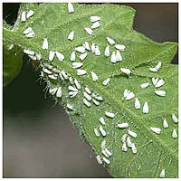 Теплична білокрилка (алейродіда) - методи боротьби зі шкідником