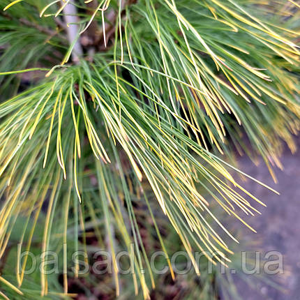 Сосна Пасіфік Санрайз / С10 / h 80-100 / Pinus Pacific Sunrise, фото 1