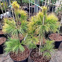 Сосна Пасіфік Санрайз / С10 / h 80-100 / Pinus Pacific Sunrise, фото 5
