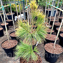 Сосна Пасіфік Санрайз / С10 / h 80-100 / Pinus Pacific Sunrise, фото 4
