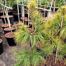 Сосна Пасіфік Санрайз / С10 / h 80-100 / Pinus Pacific Sunrise, фото 3