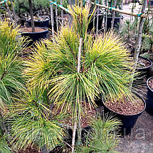Сосна Пасіфік Санрайз / С10 / h 80-100 / Pinus Pacific Sunrise, фото 6
