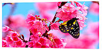 Картина на холсте Декор Карпаты Бабочка на цветке 50х100 см (c55) IN, код: 741322