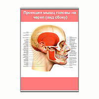 Плакат Vivay Проекция мышц головы на череп (вид сбоку) с планкой А3 (9146) IN, код: 6759469