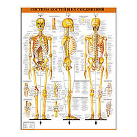 Плакат Vivay Система костей и их соединений 42x60 см (4164) IN, код: 6863129