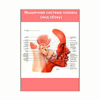 Плакат Vivay Мышечная система головы (вид сбоку) А1 (8230) IN, код: 6863190