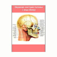 Плакат Vivay Нервная система головы (вид сбоку) А1 (8134) IN, код: 6863215