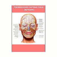 Плакат Vivay Кровеносная система лица (артерии) А2 (8191) IN, код: 6863220