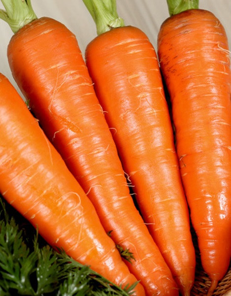 Насіння моркви Наполі F1, 25000 насіння, Bejo (Бейо),Голландія