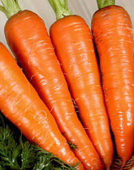Насіння моркви Наполі F1, 25000 насіння, Bejo (Бейо),Голландія