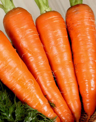 Насіння моркви Наполі F1, 25000 насіння, Bejo (Бейо),Голландія, фото 2