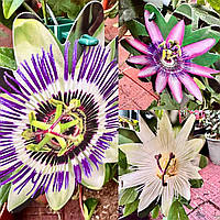 Пасіфлора "Caerulea". Пасіфлора "Purple Haze" Passiflora.