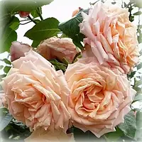 Роза плетенная Барок