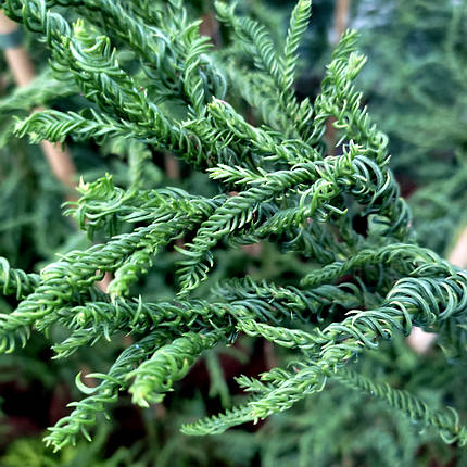 Криптомерія японська Разен / С5 / h 100-130 / Cryptomeria Rasen, фото 2