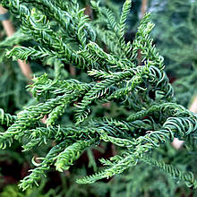 Криптомерія японська Разен / С5 / h 100-130 / Cryptomeria Rasen