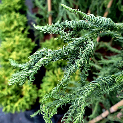 Криптомерія японська Разен / С5 / h 100-130 / Cryptomeria Rasen, фото 2